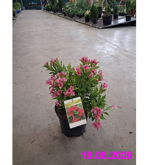 Weigela 'Picobella Rosso'® C 2,5 L